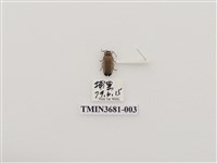 藏品(大端黑螢)的圖片